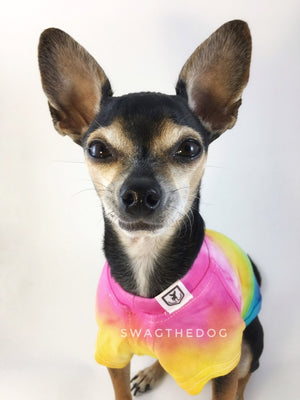 Swagadelic Pride Ombré Tie Dye Tee - Close-up frontal of cute Chihuahua named Hugo in sitting position, wearing the hand tie-dyed tee with Pink, Yellow, Green, Sky Blue and Purple