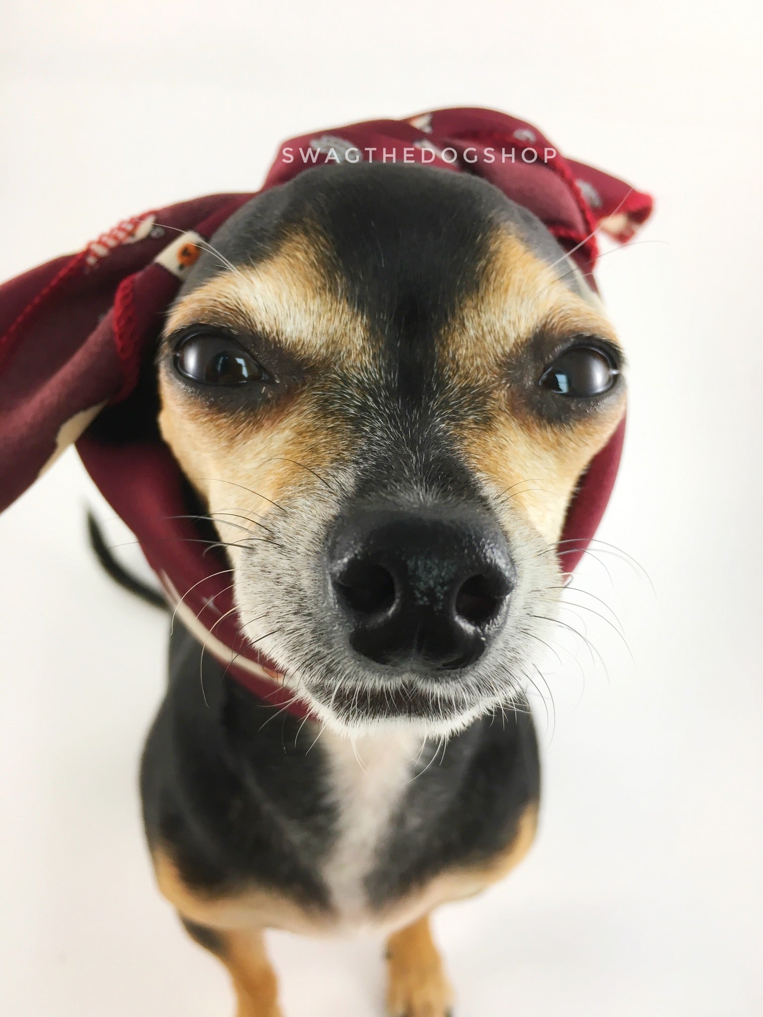 Lorenzo Llama Burgundy Swagdana Scarf - Bust of Cute Chihuahua Wearing Swagdana Scarf as Headband. Dog Bandana. Dog Scarf.