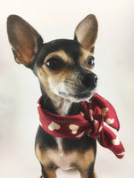 Full of Heart Red Swagdana Scarf - Bust of Cute Chihuahua Wearing Swagdana Scarf as Neckerchief. Dog Bandana. Dog Scarf.