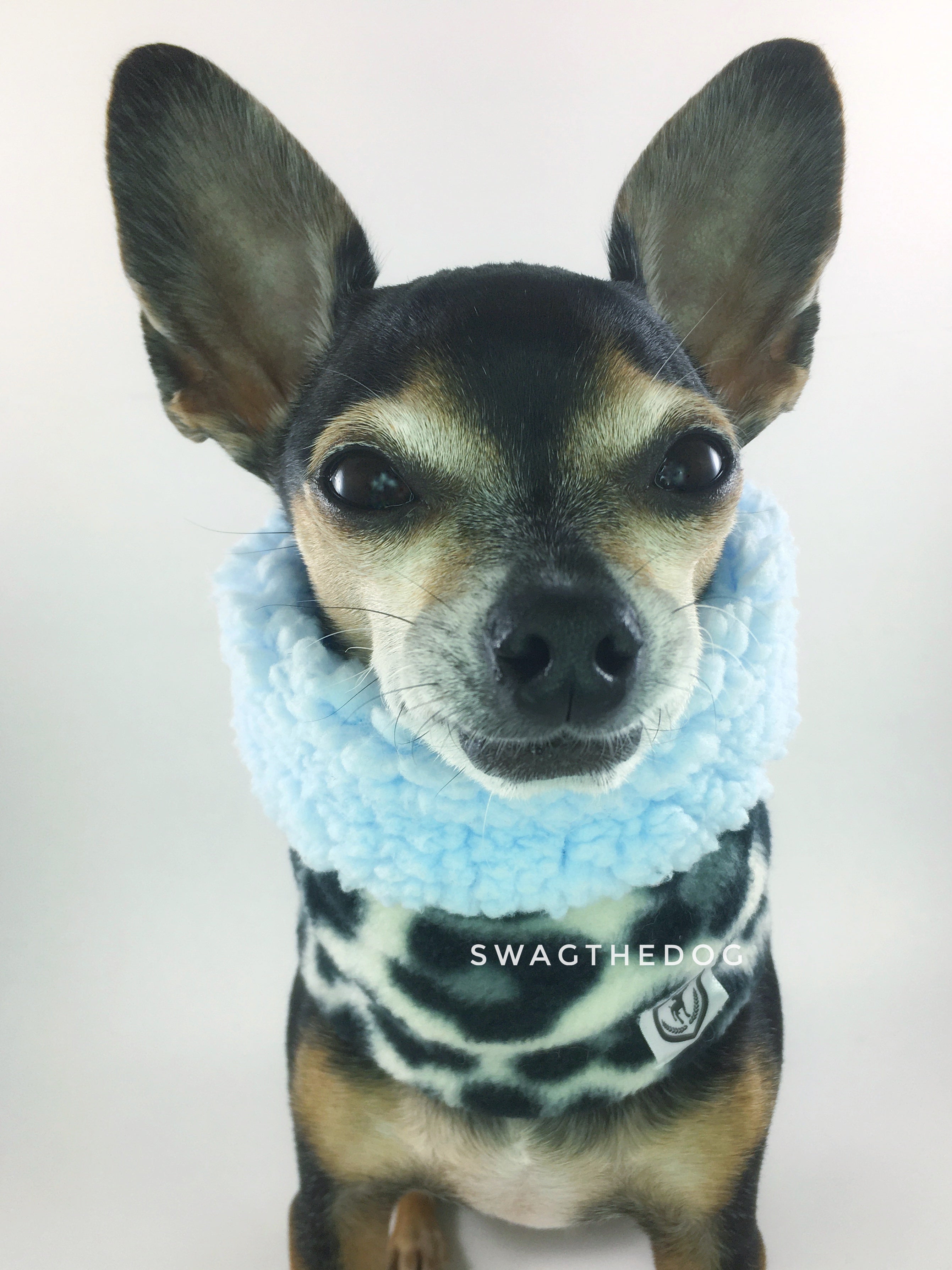 Gray Snow Leopard Swagsnood - Close-up Face View of Hugo, Cute Chihuahua Dog Wearing gray snow leopard print fleece dog snood. Blue sherpa rolled up 1/3 of the snood and 2/3 with gray snow leopard print fleece