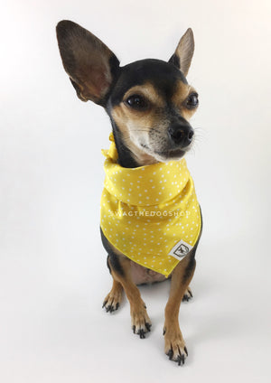 Polka Itty Bitty Sunny Yellow Swagdana Scarf - Full Frontal View of Cute Chihuahua Wearing Swagdana Scarf as Bandana. Dog Bandana. Dog Scarf.