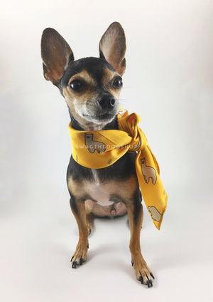 Lorenzo Llama Yellow Swagdana Scarf - Full Front View of Cute Chihuahua Wearing Swagdana Scarf as Neckerchief. Dog Bandana. Dog Scarf.