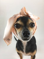 Lorenzo Llama Soft Pink Swagdana Scarf - Bust of Cute Chihuahua Wearing Swagdana Scarf as Headband. Dog Bandana. Dog Scarf.