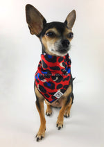 Fierce Vibrant Red with Blue Swagdana Scarf - Full Frontal View of Cute Chihuahua Wearing Swagdana Scarf as Bandana. Dog Bandana. Dog Scarf