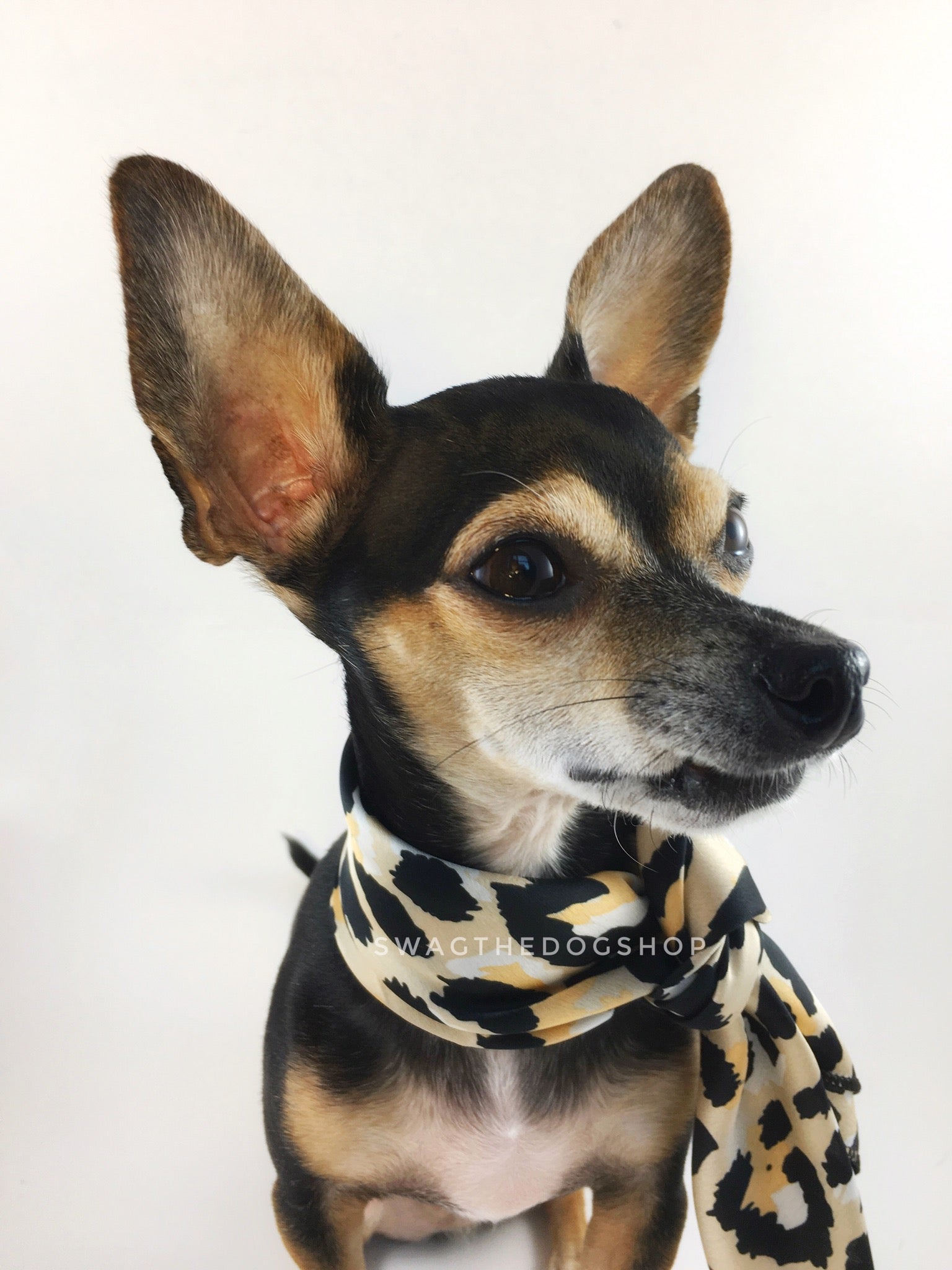 Fierce Beige with Yellow Swagdana Scarf - Bust of Cute Chihuahua Wearing Swagdana Scarf as Neckerchief. Dog Bandana. Dog Scarf