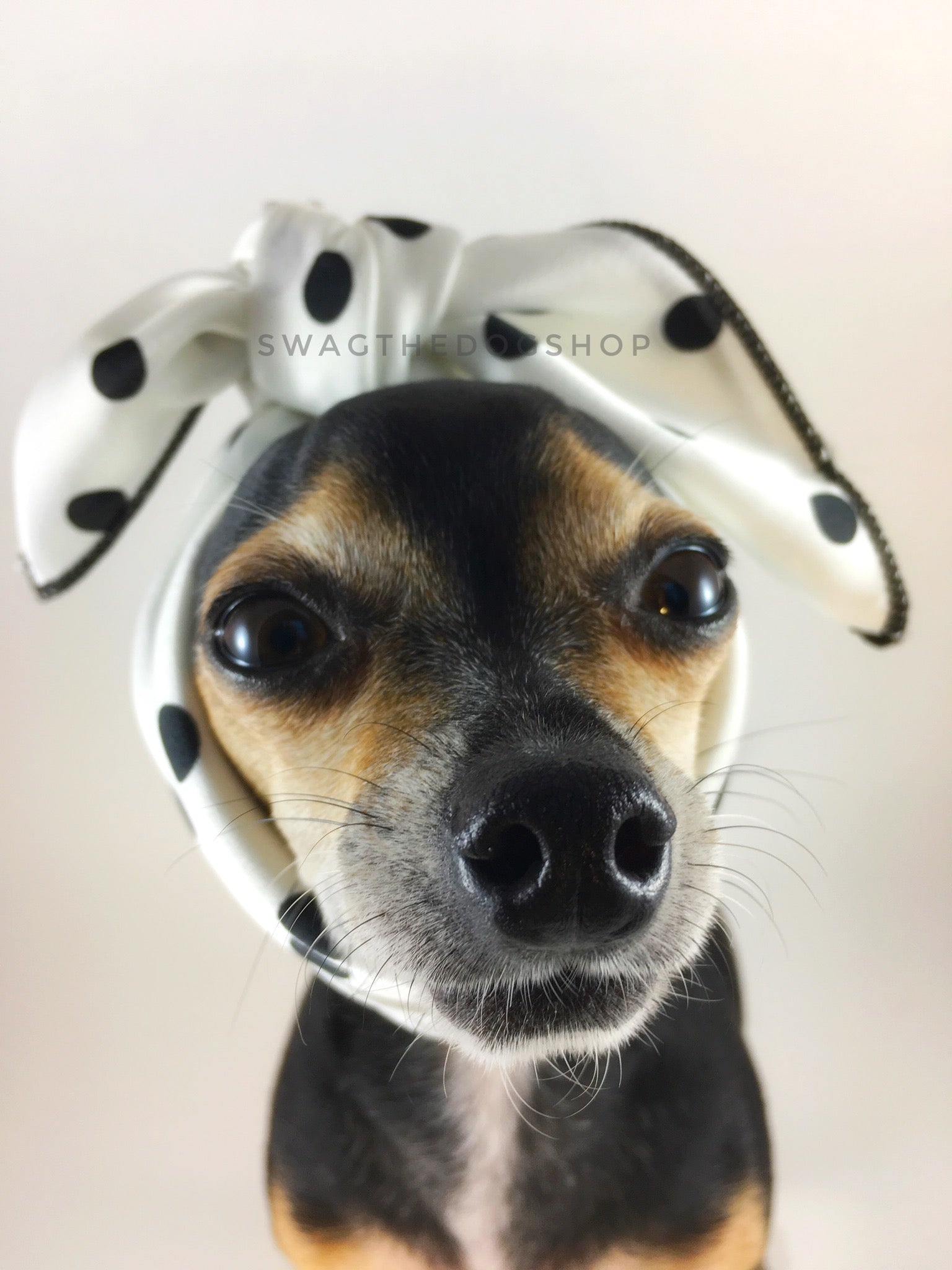 Polka Dot White Swagdana Scarf - Bust of Cute Chihuahua Wearing Swagdana Scarf as Headband. Dog Bandana. Dog Scarf.