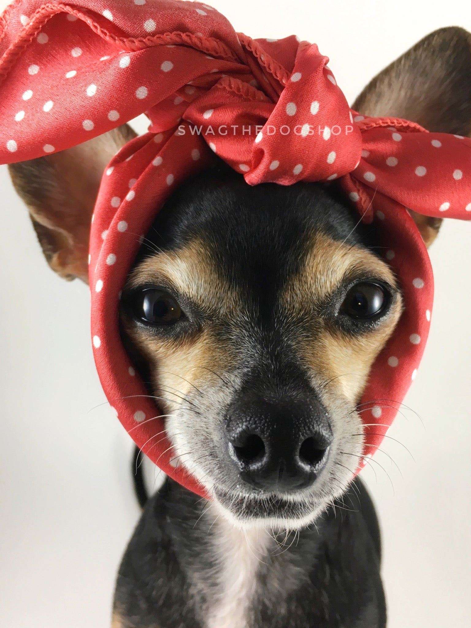 Polka Itty Bitty Coral Swagdana Scarf - Bust of Cute Chihuahua Wearing Swagdana Scarf as Headband. Dog Bandana. Dog Scarf.