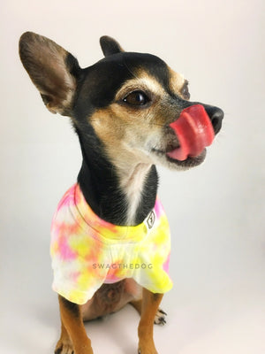 Swagadelic Cotton Candy Tie Dye Tee - Close-up frontal of cute Chihuahua named Hugo in sitting position licking his snout, wearing the hand tie-dyed tee with Pink and Yellow