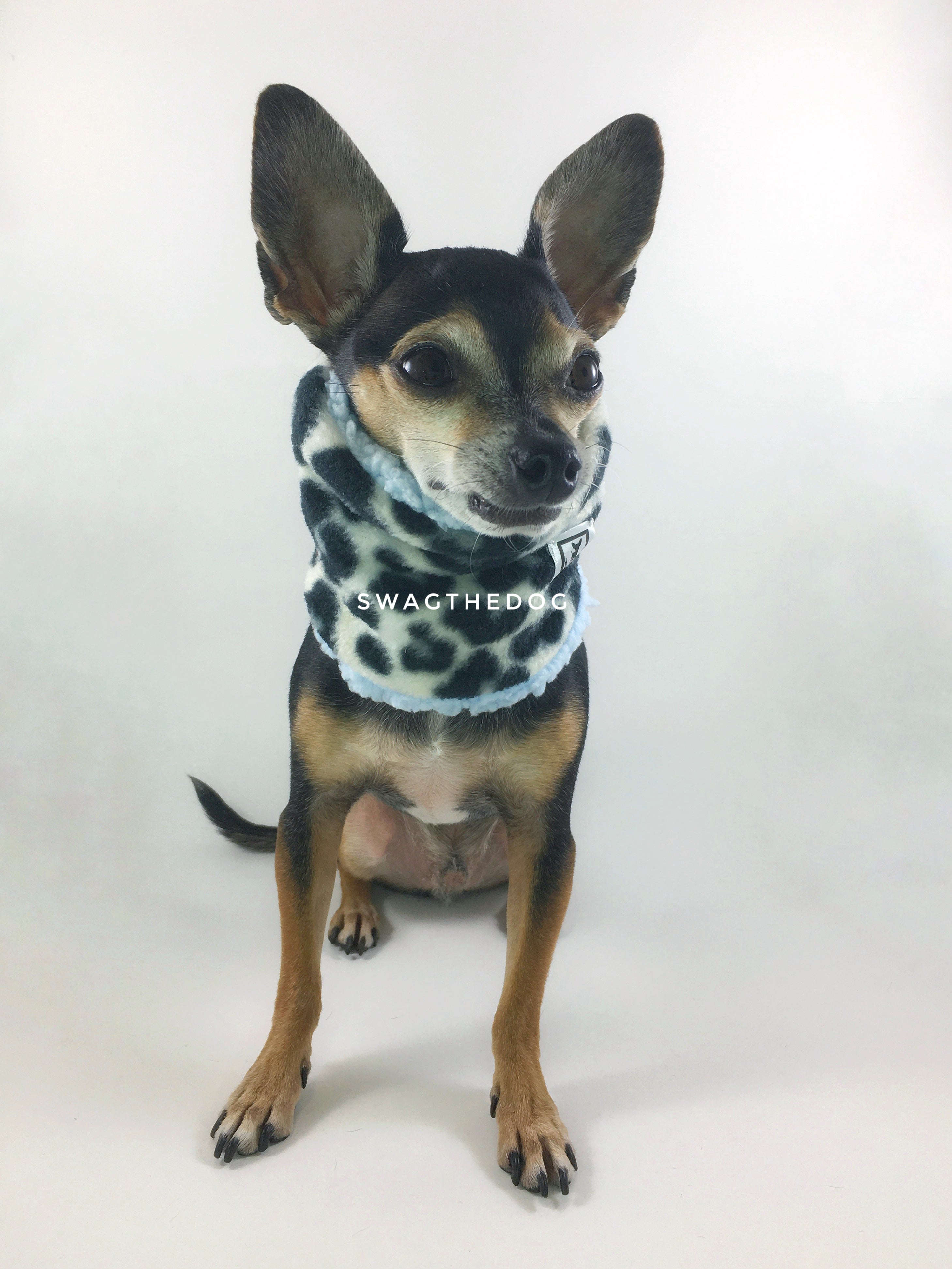 Gray Snow Leopard Swagsnood - Full Front View of Hugo sitting, Cute Chihuahua Dog Wearing Gray Snow Leopard Print Fleece Dog Snood and blue sherpa peeking out