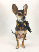 24K Black Gold Swagdana Scarf - Full Front View of Cute Chihuahua Wearing Swagdana Scarf as Neckerchief. Dog Bandana. Dog Scarf