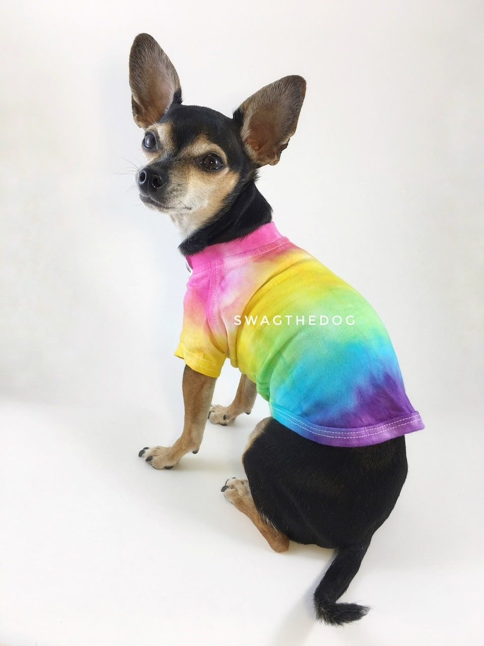 Swagadelic Pride Ombré Tie Dye Tee - Cute Chihuahua named Hugo in sitting position with his back towards the camera and looking back, wearing the hand tie-dyed tee with Pink, Yellow, Green, Sky Blue and Purple