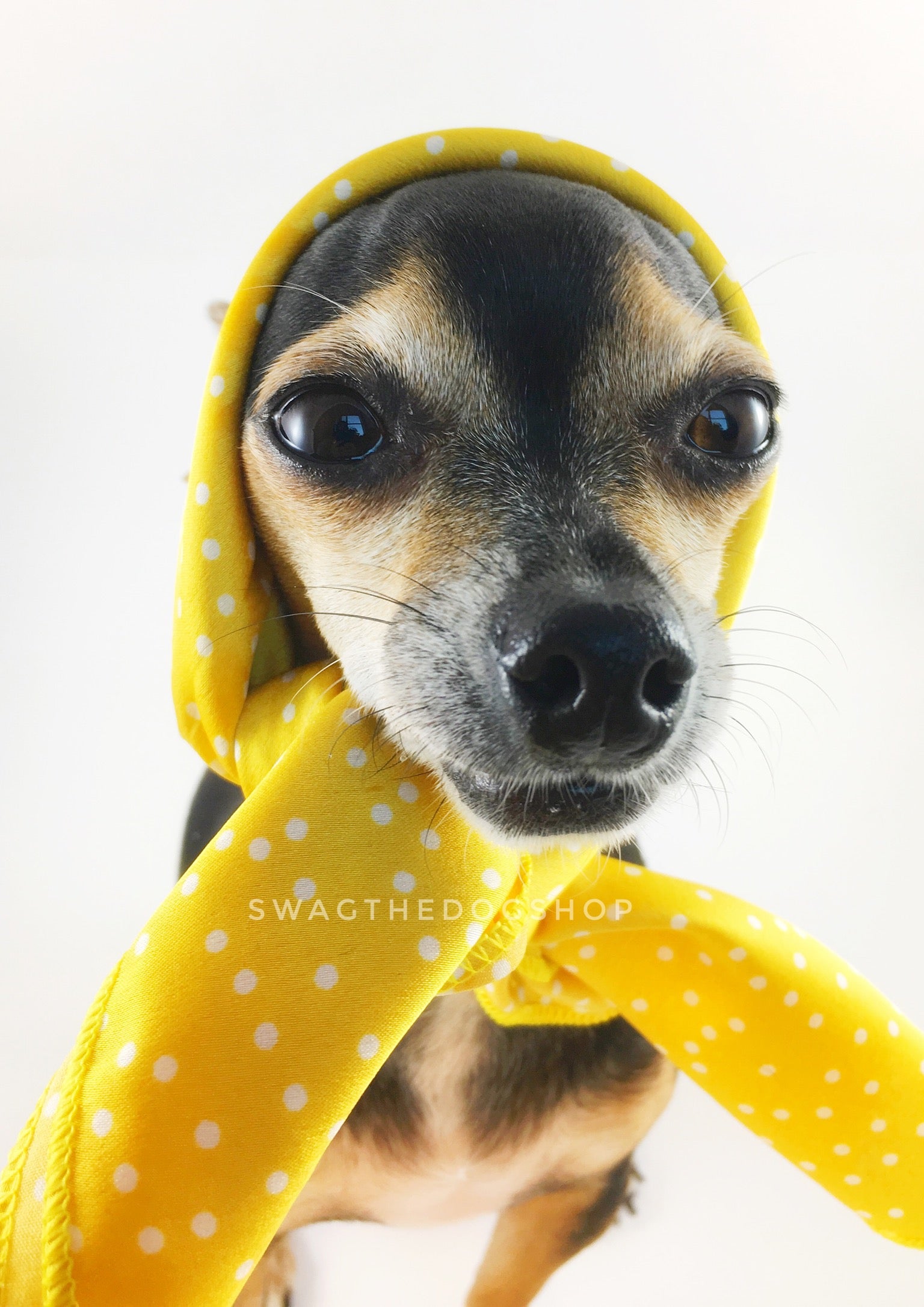 Polka Itty Bitty Sunny Yellow Swagdana Scarf - Bust of Cute Chihuahua Wearing Swagdana Scarf as Headscarf. Dog Bandana. Dog Scarf.