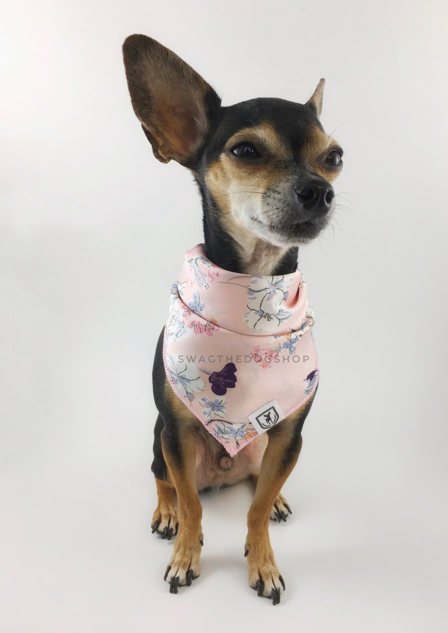 Pink Wild Flower Swagdana Scarf - Full Front View of Cute Chihuahua Wearing Swagdana Scarf as Bandana. Dog Bandana. Dog Scarf.