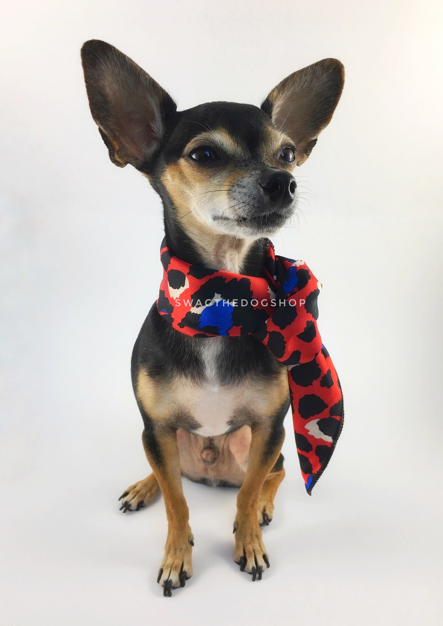 Fierce Vibrant Red with Blue Swagdana Scarf - Full Frontal View of Cute Chihuahua Wearing Swagdana Scarf as Neckerchief. Dog Bandana. Dog Scarf