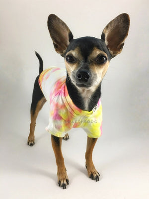 Swagadelic Cotton Candy Tie Dye Tee - Frontal of cute Chihuahua named Hugo in standing position, wearing the hand tie-dyed tee with Pink and Yellow