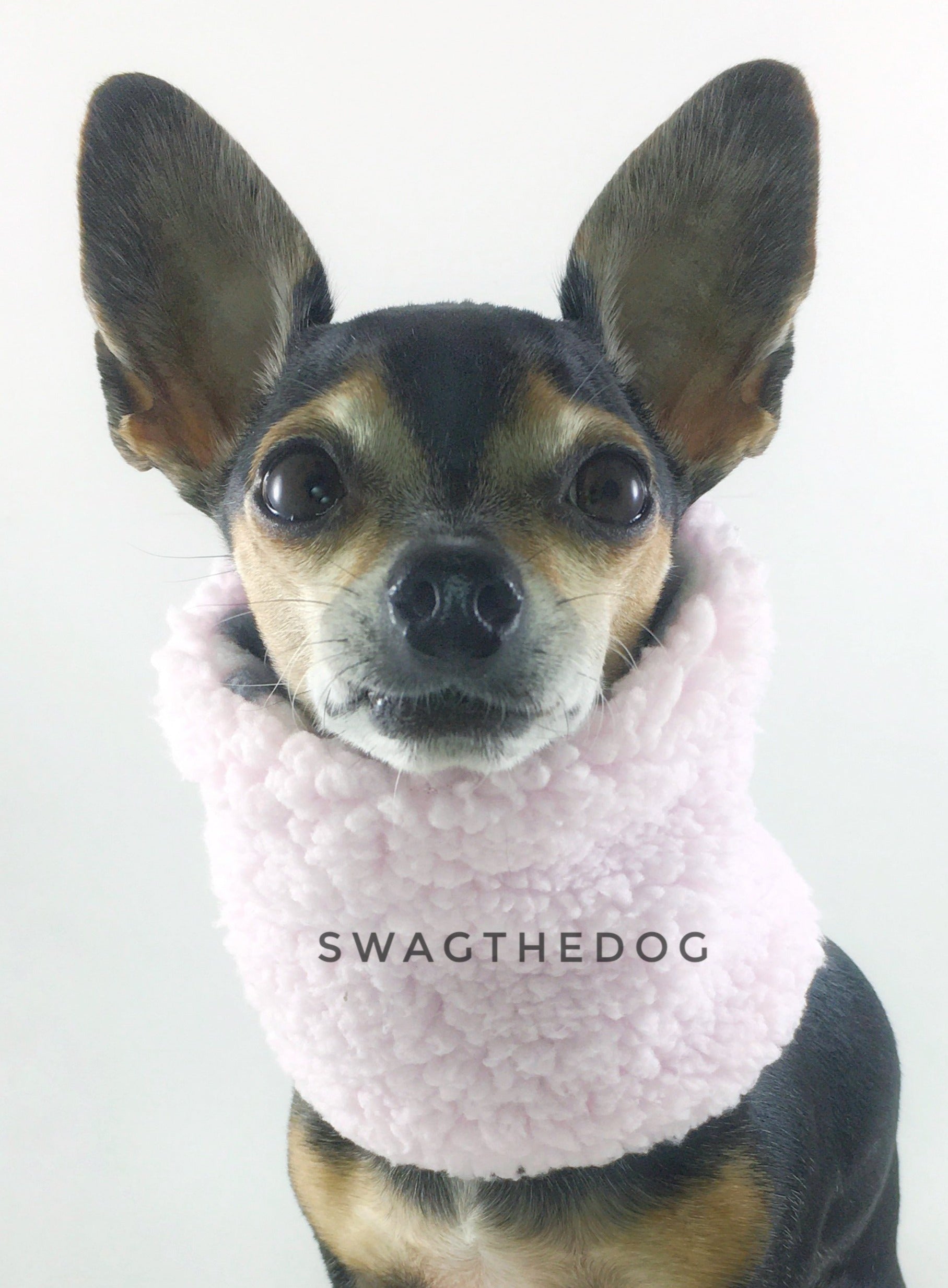 Pink Snow Leopard Swagsnood - Full Front View of Hugo, Cute Chihuahua Dog sitting wearing pink sherpa side