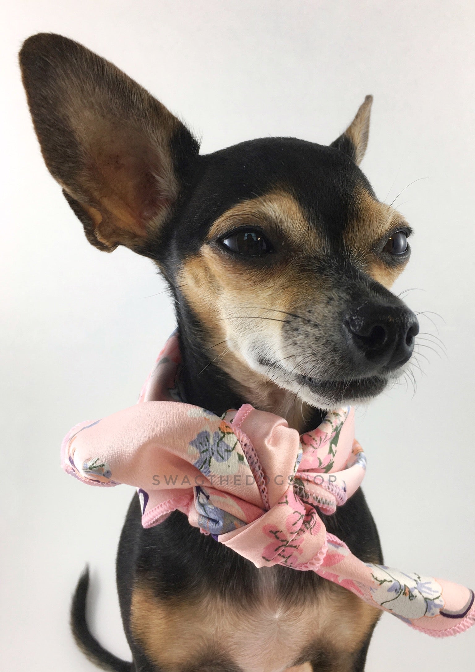 Pink Wild Flower Swagdana Scarf - Bust of Cute Chihuahua Wearing Swagdana Scarf as Neck Scarf. Dog Bandana. Dog Scarf.