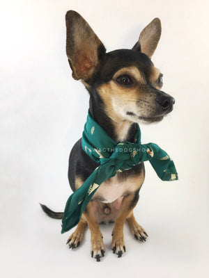 Lorenzo Llama Green Swagdana Scarf - Full Front View of Cute Chihuahua Wearing Swagdana Scarf as Neck Scarf. Dog Bandana. Dog Scarf.