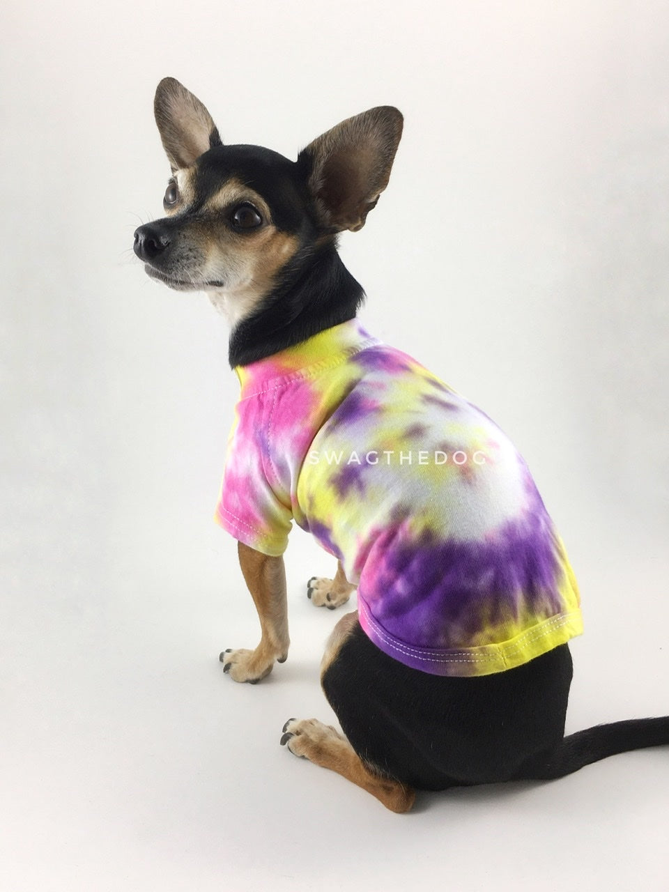 Swagadelic Spiral Tie Dye Tee - Cute Chihuahua named Hugo in sitting position with his back towards the camera and looking back, wearing the hand tie-dyed tee with Pink, Yellow and Purple