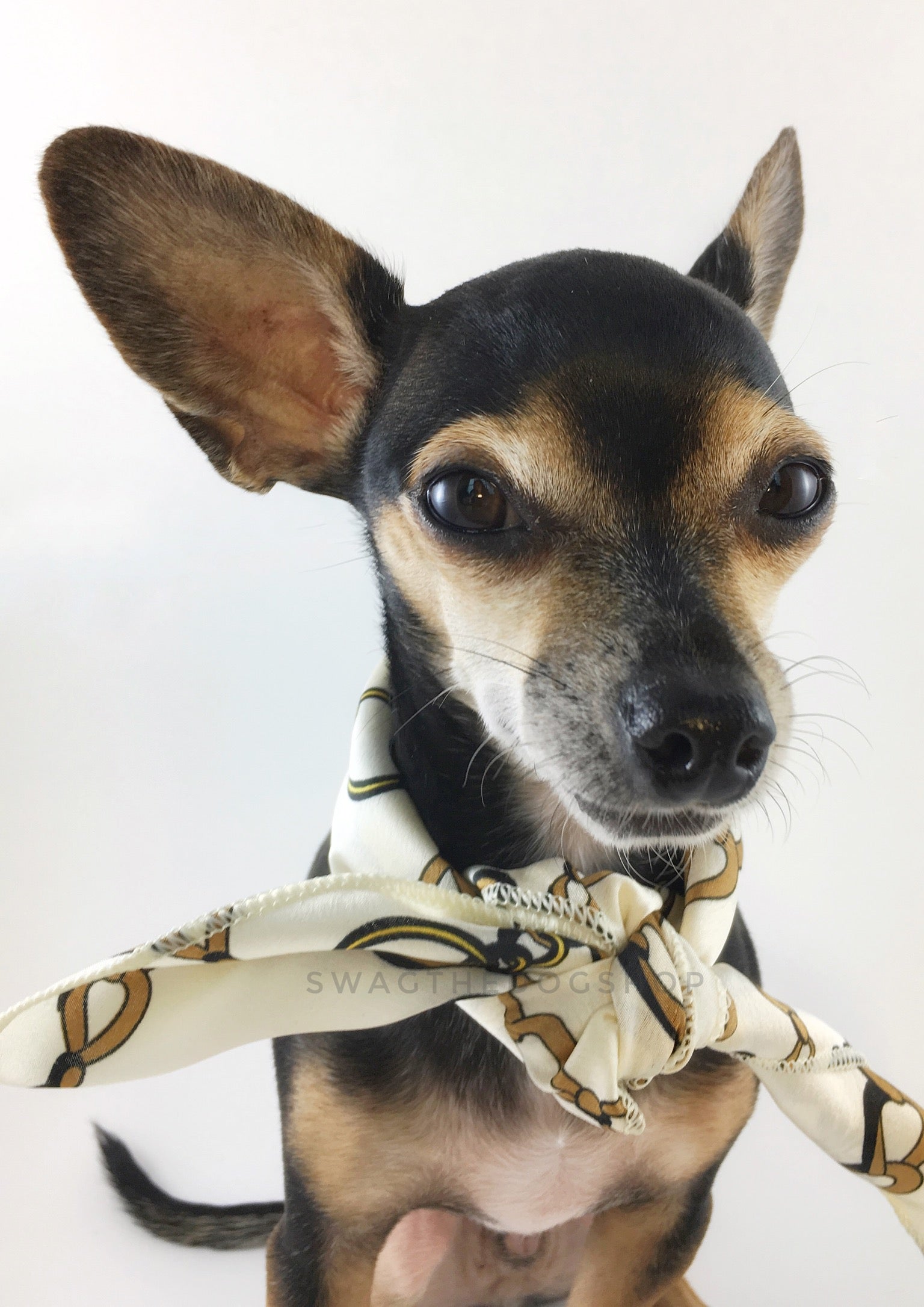 24K Vanilla Gold Swagdana Scarf - Bust of Cute Chihuahua Wearing Swagdana Scarf as Neck Scarf. Dog Bandana. Dog Scarf