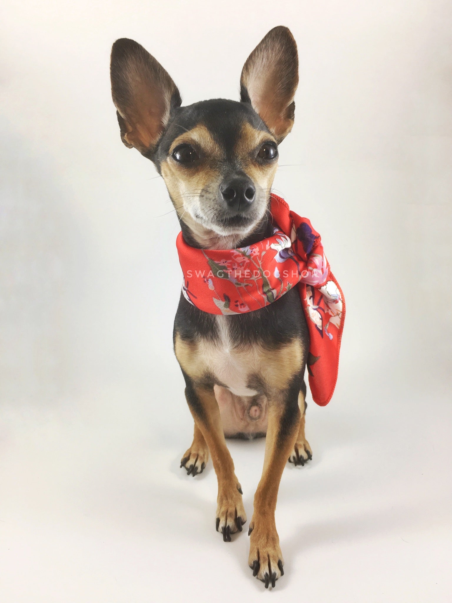 Red Wild Flowers Swagdana Scarf - Full Front View of Cute Chihuahua Wearing Swagdana Scarf as Neckerchief. Dog Bandana. Dog Scarf.