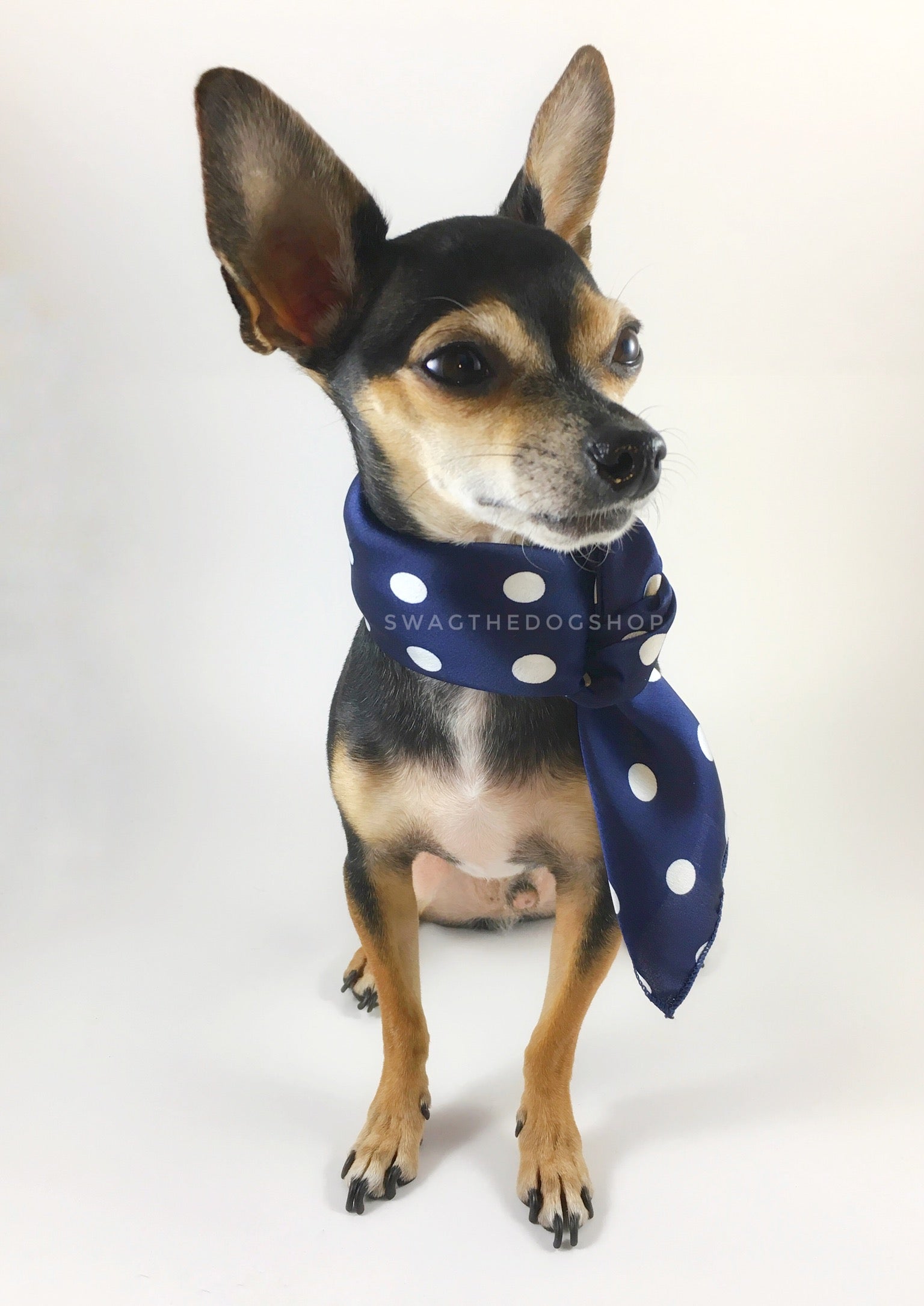 Polka Dot Navy Swagdana Scarf - Full Frontal View of Cute Chihuahua Wearing Swagdana Scarf as Neckerchief. Dog Bandana. Dog Scarf.