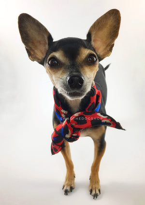 Fierce Vibrant Red with Blue Swagdana Scarf - Full Frontal View of Cute Chihuahua Wearing Swagdana Scarf as Neck Scarf. Dog Bandana. Dog Scarf