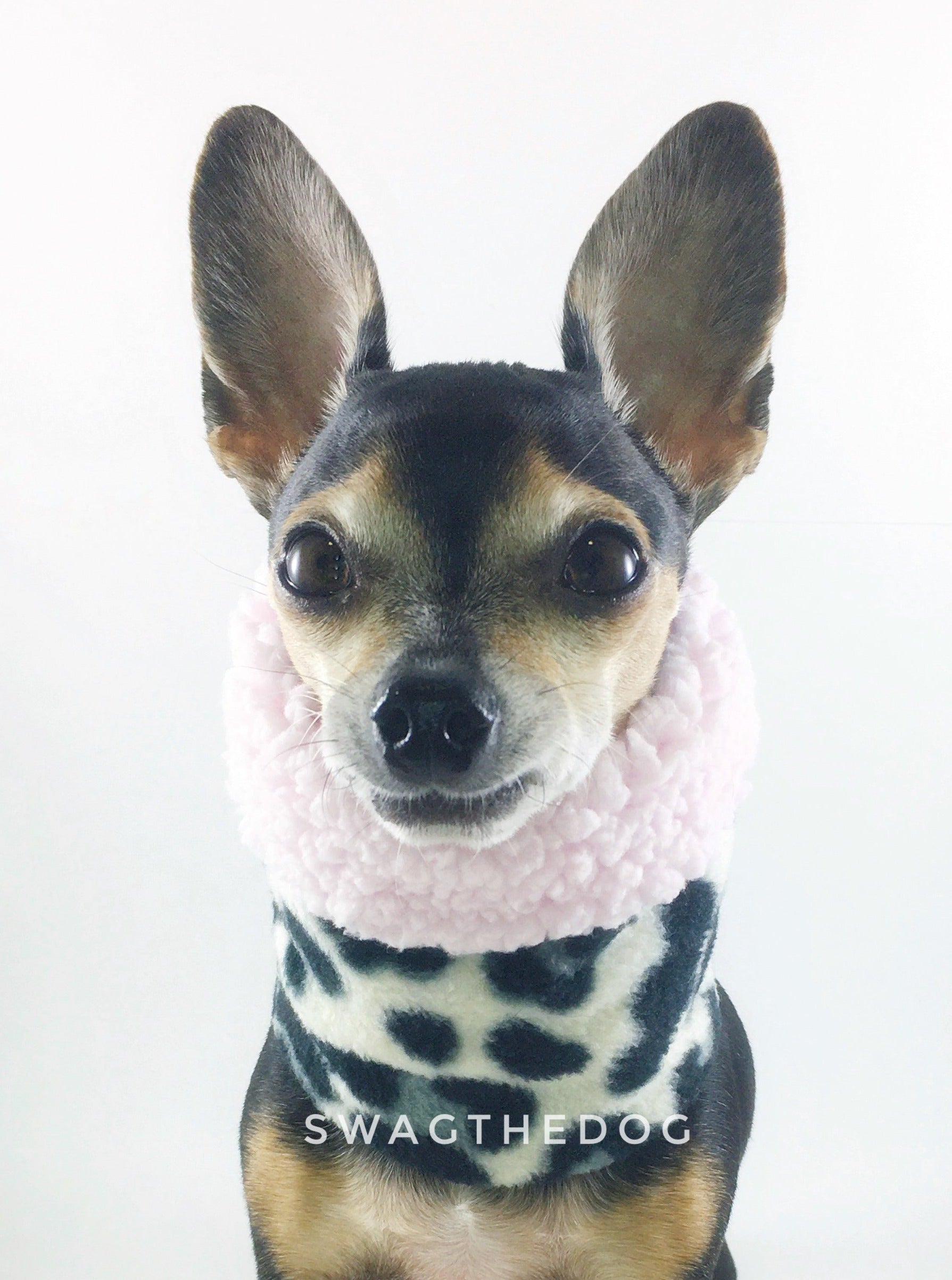 Gray Snow Leopard Swagsnood - Close-up Face View of Hugo, Cute Chihuahua Dog Wearing gray snow leopard print fleece dog snood. Pink sherpa rolled up 1/3 of the snood and 2/3 with gray snow leopard print fleece