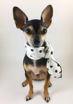 Polka Dot White Swagdana Scarf - Full Frontal View of Cute Chihuahua Wearing Swagdana Scarf as Neckerchief. Dog Bandana. Dog Scarf.