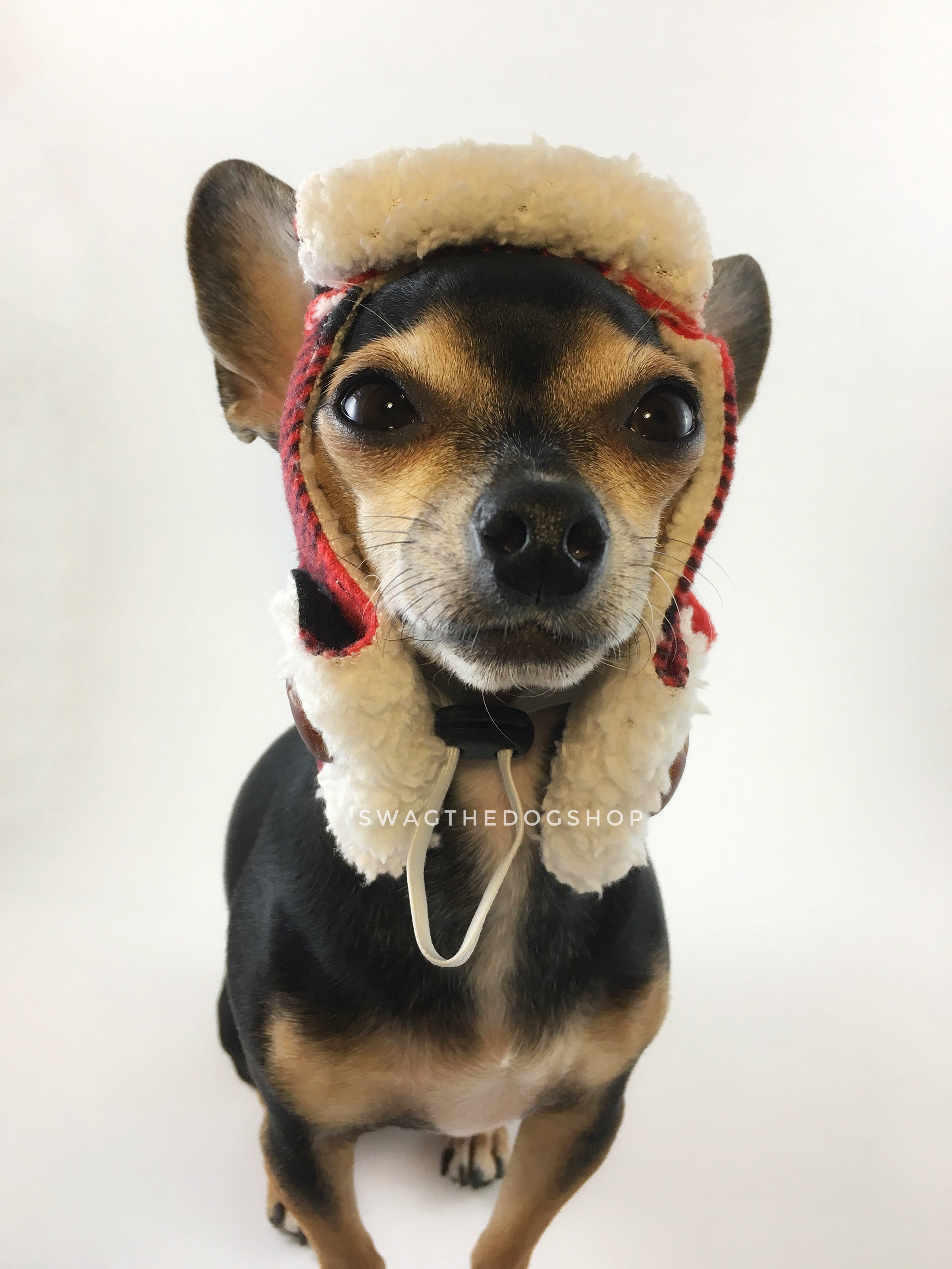 True North Aviator Hat. Front view of Hugo, black and tan Chihuahua wearing the hat. Hand-made with red plaid fleece fabric with sherpa inside, a hole for each ears, side flap with buttons on and a drawstring under the chin to adjust. The front bill is flipped back to show the sherpa fabric.