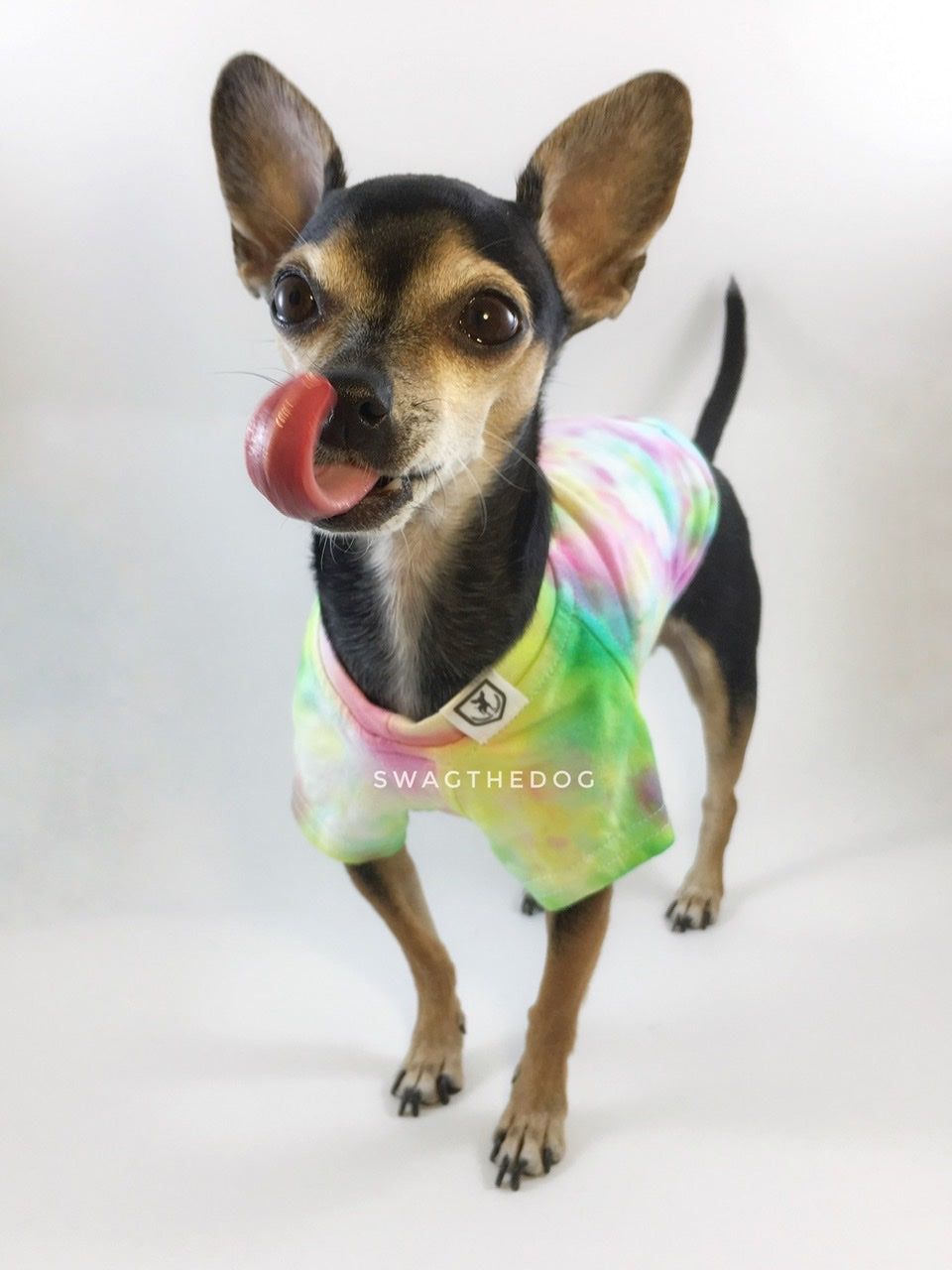 Swagadelic Hipster Tie Dye Tee - Frontal of cute Chihuahua named Hugo in standing position licking his snout with his tongue, wearing the hand tie-dyed tee with Pink, Yellow and Sky Blue