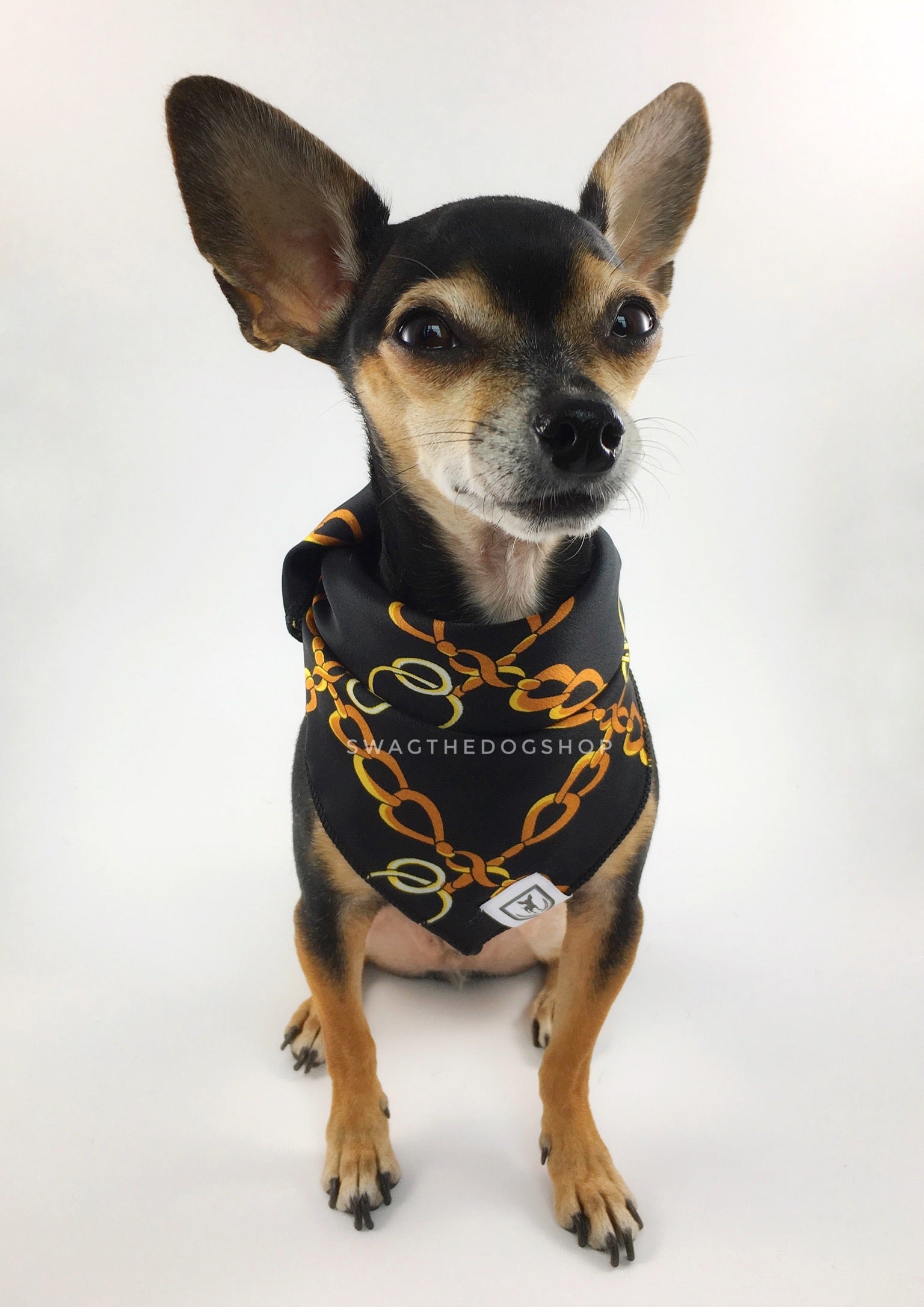 24K Black Gold Swagdana Scarf - Full Front View of Cute Chihuahua Wearing Swagdana Scarf as Bandana. Dog Bandana. Dog Scarf