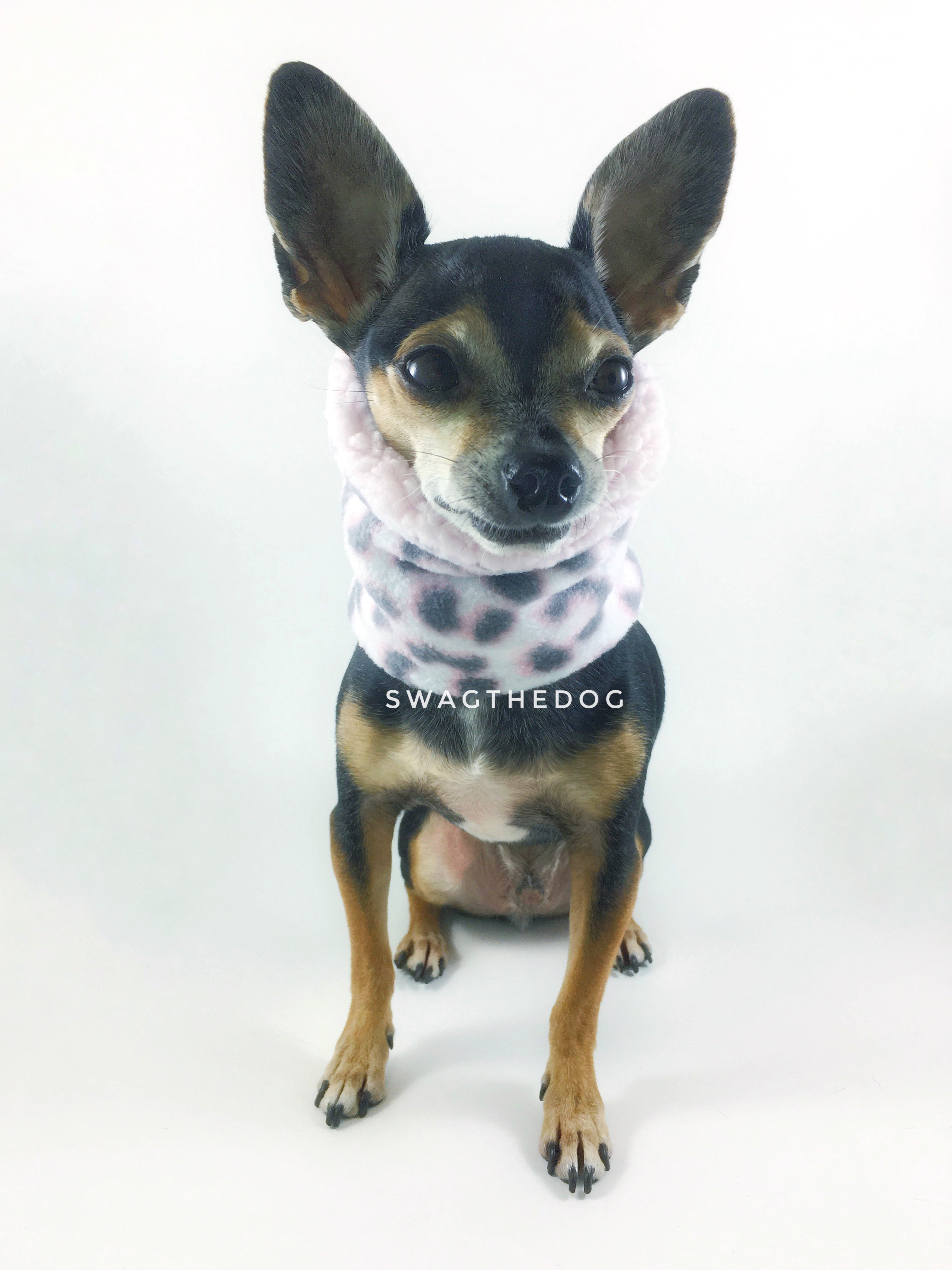 Pink Snow Leopard Swagsnood - Full Front View of Hugo sitting, Cute Chihuahua Dog Wearing Pink Snow Leopard Print Fleece Dog Snood and pink sherpa peeking out