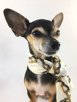 24K Vanilla Gold Swagdana Scarf - Bust of Cute Chihuahua Wearing Swagdana Scarf as Neckerchief. Dog Bandana. Dog Scarf