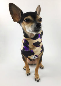 Fierce Beige with Purple Swagdana Scarf - Full Frontal View of Cute Chihuahua Wearing Swagdana Scarf as Bandana. Dog Bandana. Dog Scarf