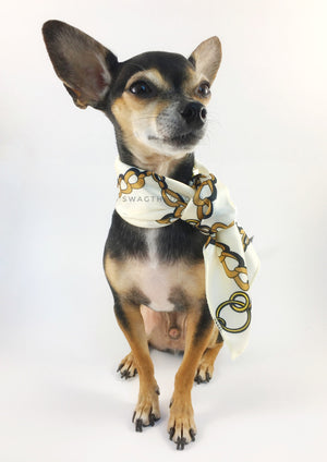 24K Vanilla Gold Swagdana Scarf - Full Front View of Cute Chihuahua Wearing Swagdana Scarf as Neckerchief. Dog Bandana. Dog Scarf