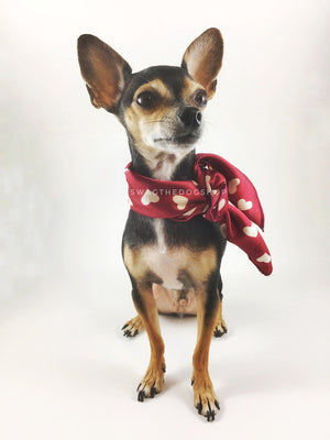 Full of Heart Red Swagdana Scarf - Full Front View of Cute Chihuahua Wearing Swagdana Scarf as Neckerchief. Dog Bandana. Dog Scarf.