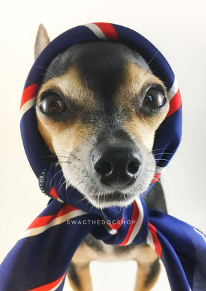Afternoon in Paris Swagdana Scarf - Bust of Cute Chihuahua Wearing Swagdana Scarf as Headscarf.  Dog Bandana. Dog Scarf