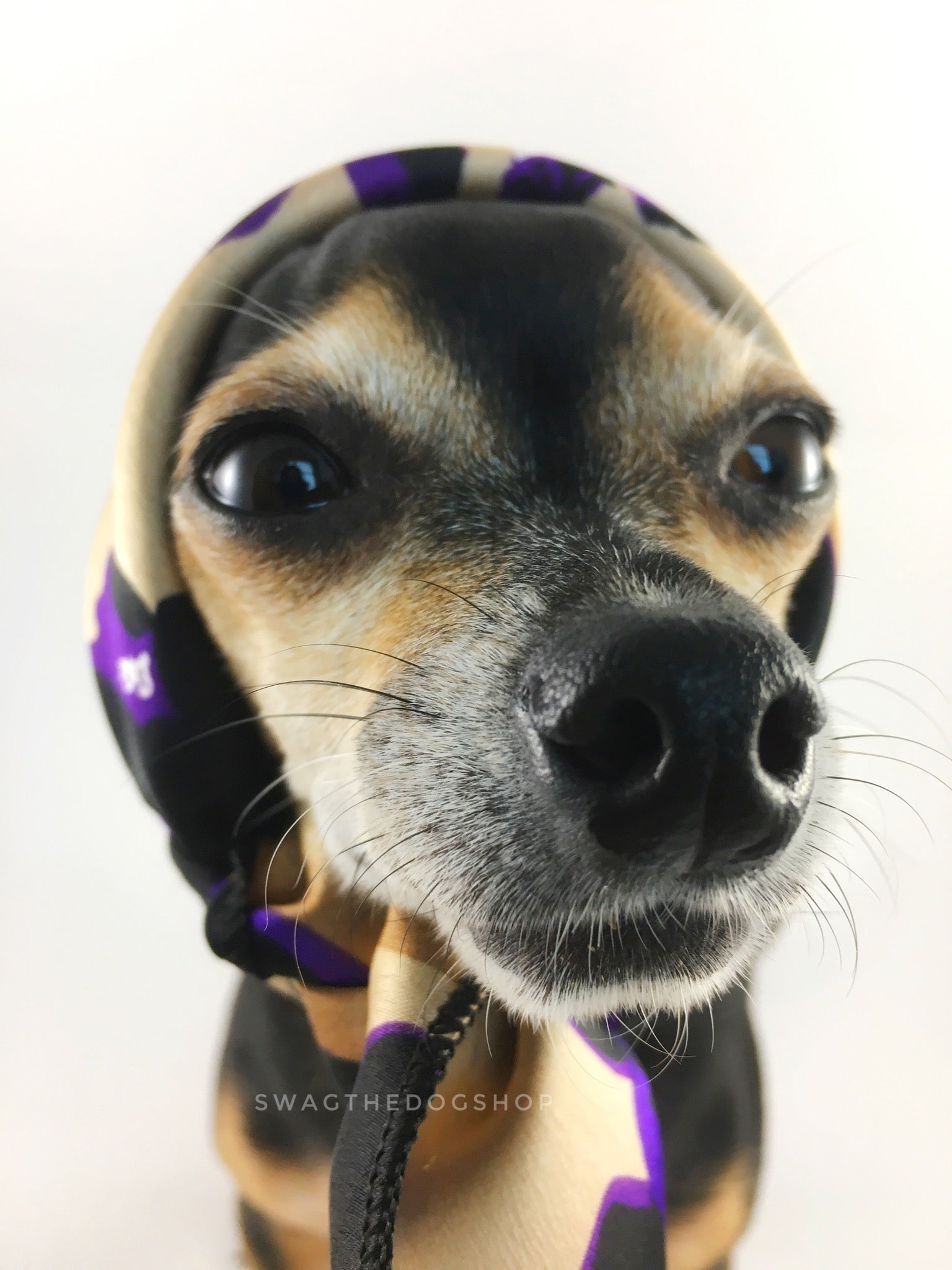 Fierce Beige with Purple Swagdana Scarf - Bust of Cute Chihuahua Wearing Swagdana Scarf as Headscarf. Dog Bandana. Dog Scarf