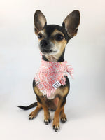 Fairy Pink Tweed Swagdana with Frayed Edges - Full Front View of Cute Chihuahua Wearing Swagdana. Dog Bandana. Dog Scarf
