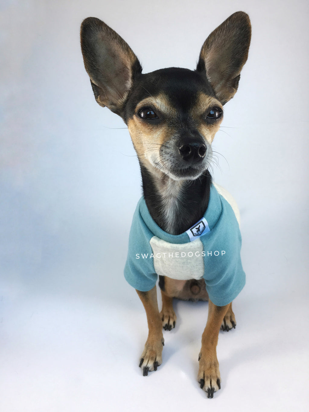 Baby Blue and Gray Centerfield Tees T-Shirt - Cute Chihuahua Dog Wearing T-Shirt Full Front View. Baby Blue and Gray T-Shirt