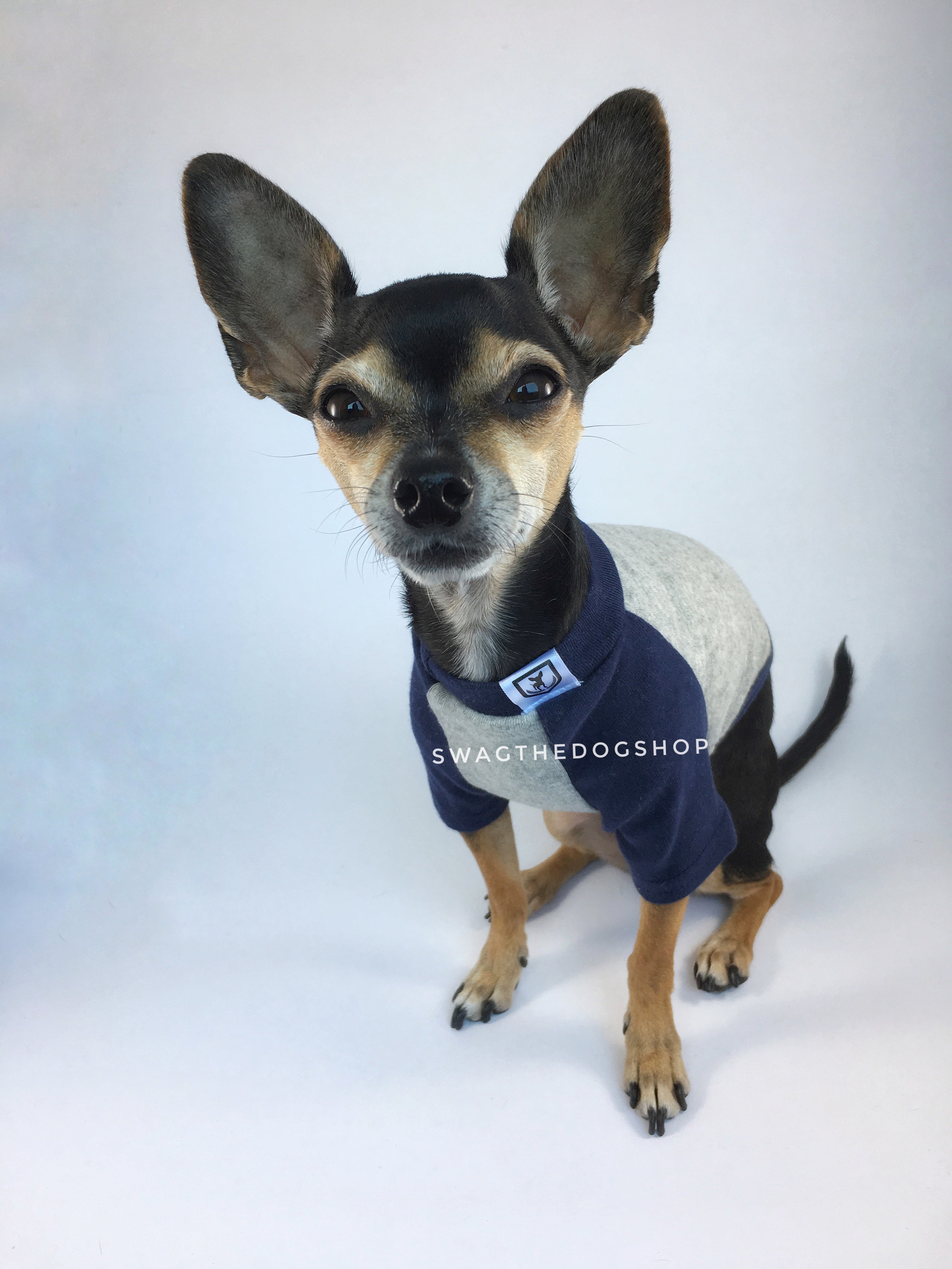 Navy and Gray Centerfield Tees T-Shirt - Cute Chihuahua Dog Wearing T-Shirt Full Front View. Navy and Gray T-Shirt