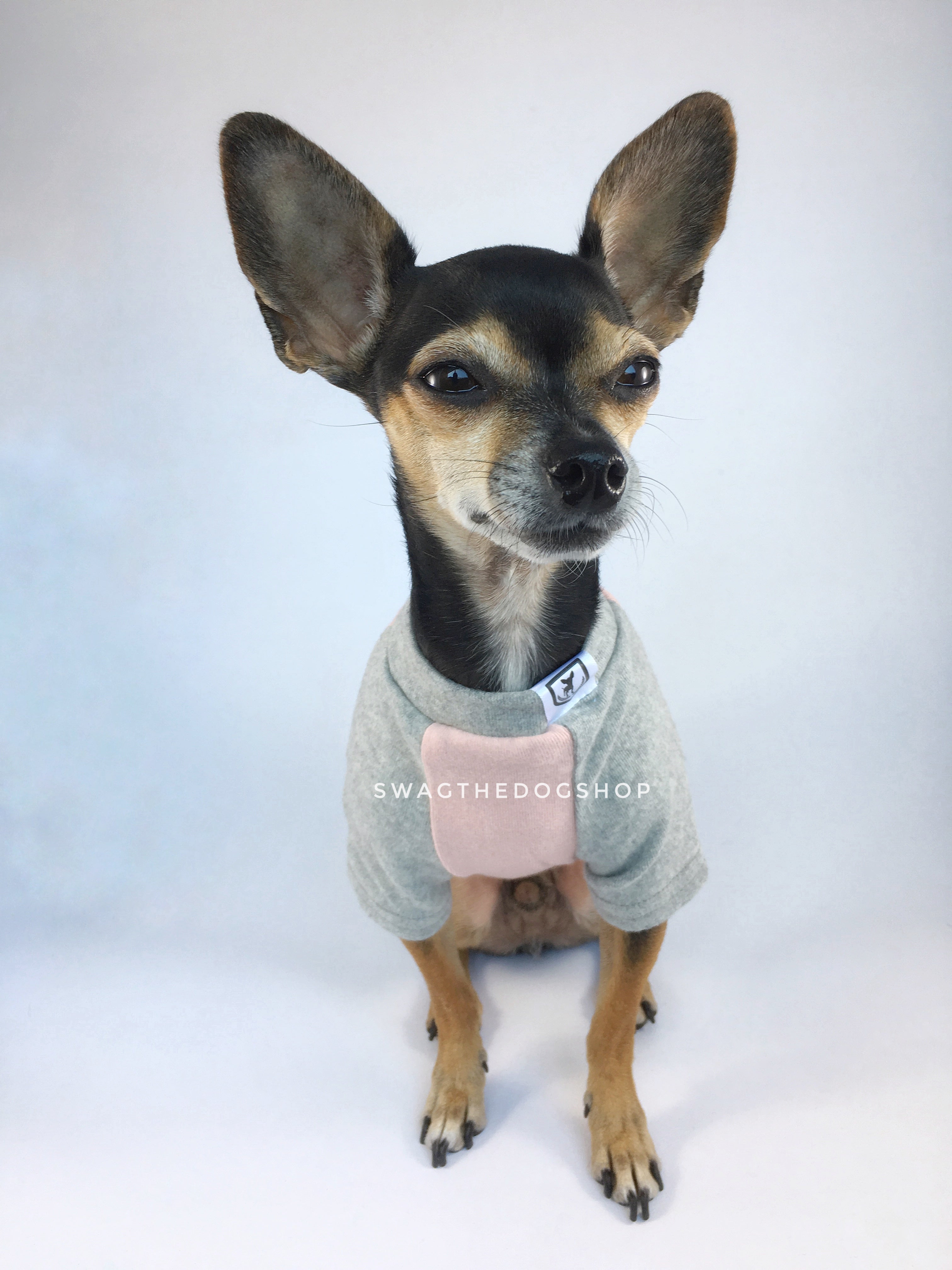 Pink and Gray Centerfield Tees T-Shirt - Cute Chihuahua Dog Wearing T-Shirt Full Front View. Pink and Gray T-Shirt