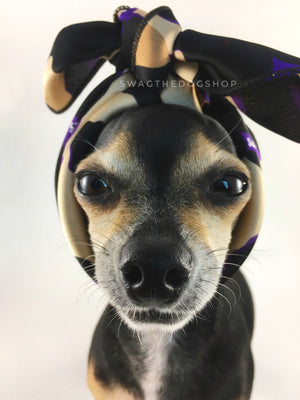 Fierce Beige with Purple Swagdana Scarf - Bust of Cute Chihuahua Wearing Swagdana Scarf as Headband. Dog Bandana. Dog Scarf