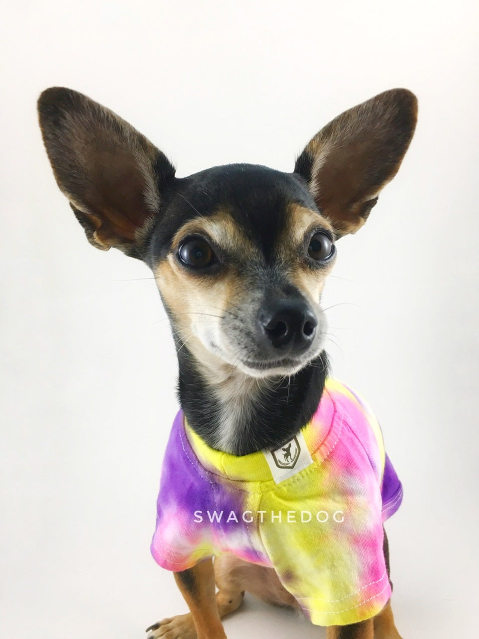 Swagadelic Spiral Tie Dye Tee - Close-up frontal of cute Chihuahua named Hugo in sitting position, wearing the hand tie-dyed tee with Pink, Yellow and Purple