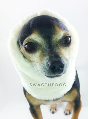 Furberry Swagsnood - Close-up face view of Hugo, Cute Chihuahua Dog wearing cream faux fur side