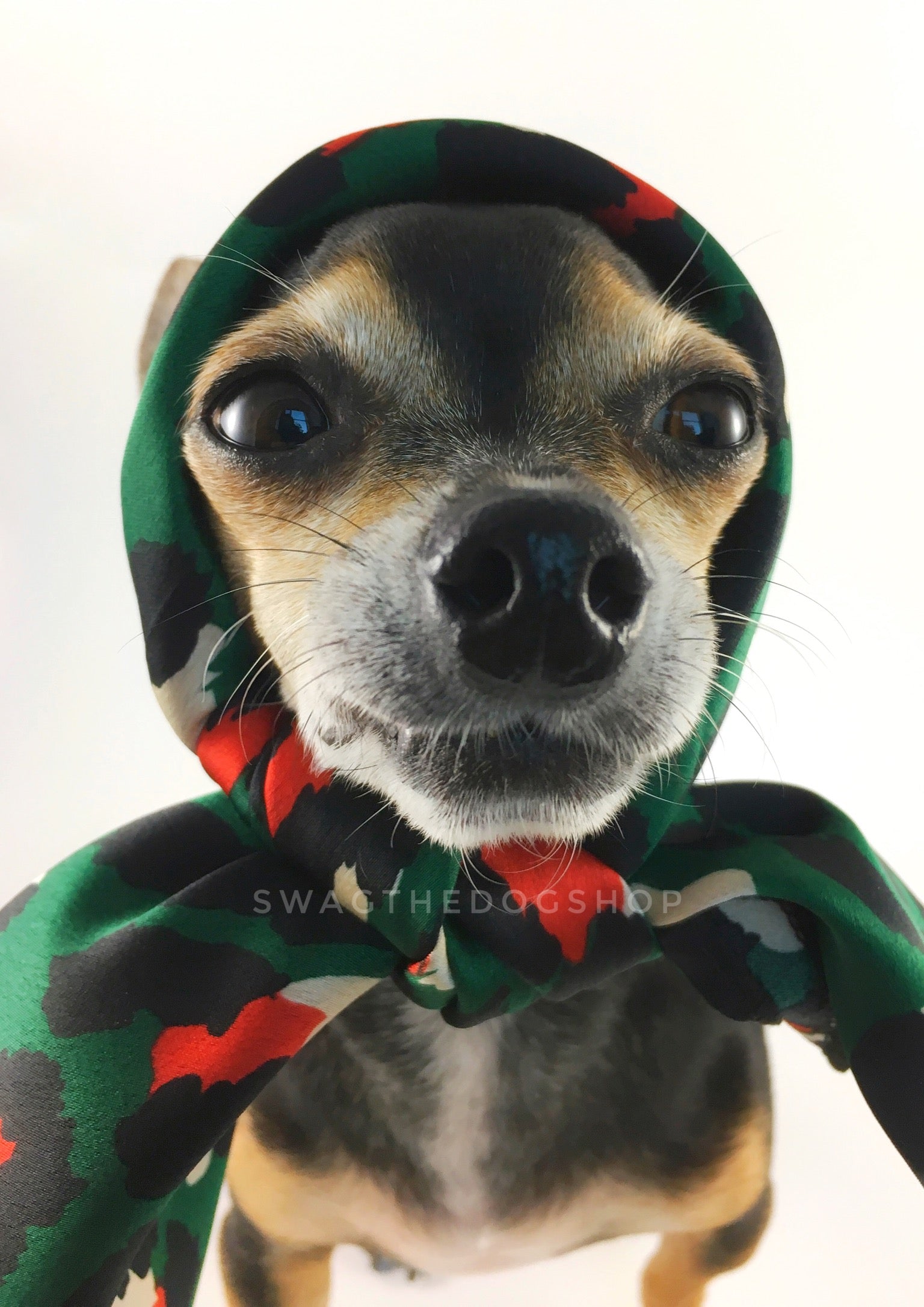 Fierce Forest Green with Red Swagdana Scarf - Bust of Cute Chihuahua Wearing Swagdana Scarf as Headscarf. Dog Bandana. Dog Scarf