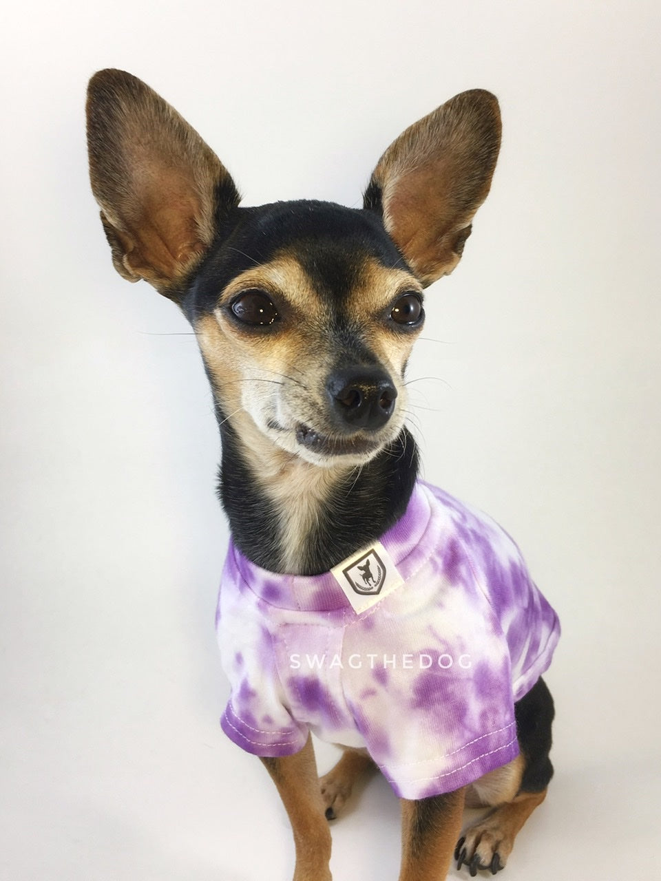Swagadelic Purple Tie Dye Tee - Close-up frontal of cute Chihuahua named Hugo in sitting position, wearing the hand tie-dyed tee with Purple