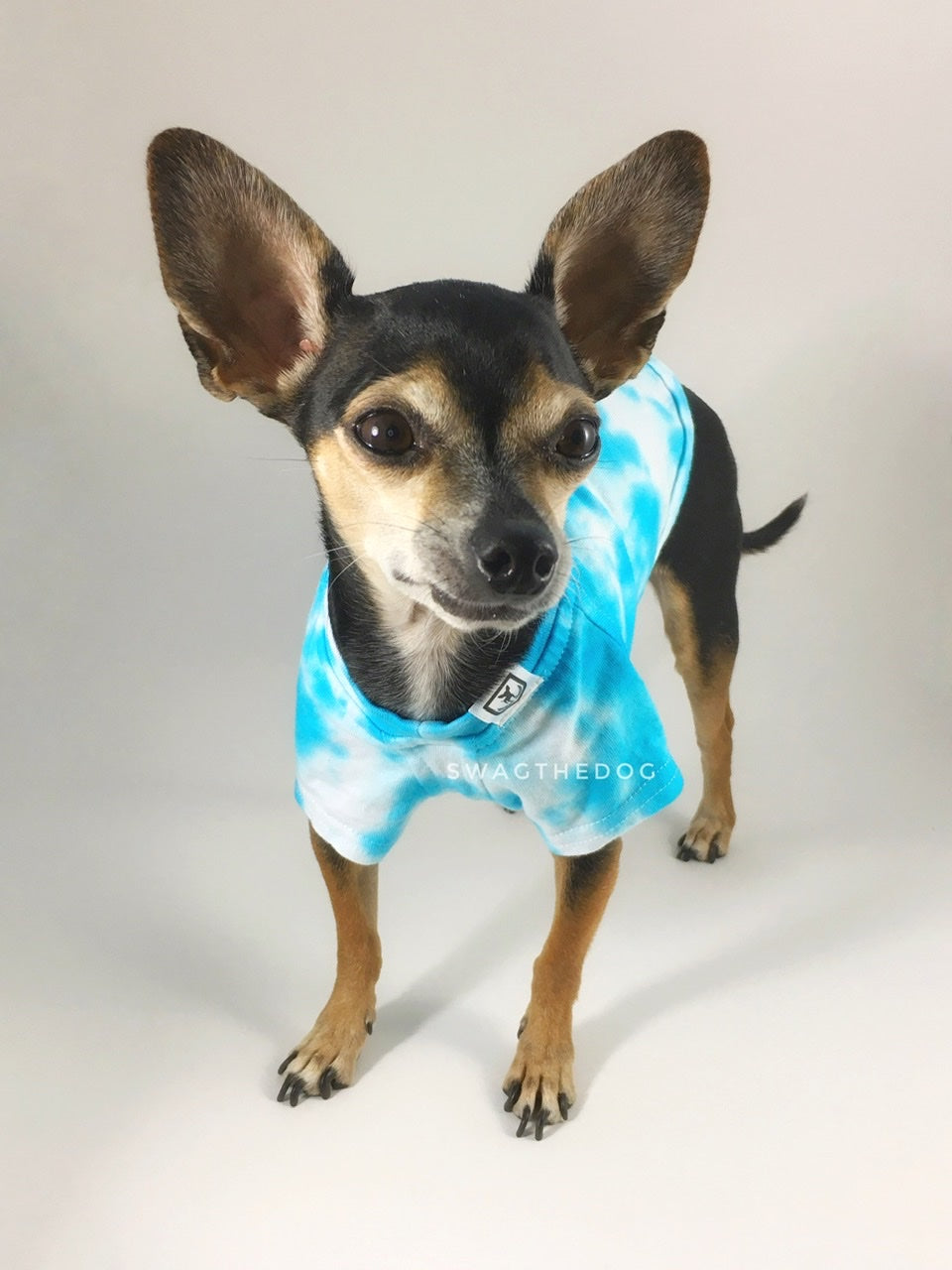 Swagadelic Sky Blue Tie Dye Tee - Frontal of cute Chihuahua named Hugo in standing position, wearing the hand tie-dyed tee with Sky Blue