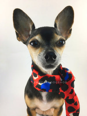Fierce Vibrant Red with Blue Swagdana Scarf - Bust of Cute Chihuahua Wearing Swagdana Scarf as Neckerchief. Dog Bandana. Dog Scarf